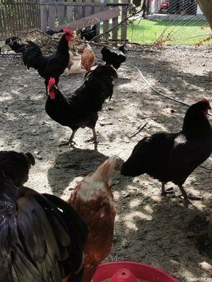 Vând familie australorp negru  - imagine 4 Vând familie australorp negru  - imagine 4