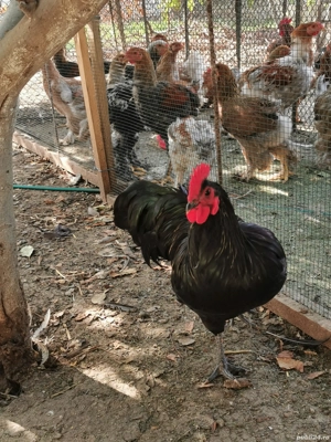 Vând familie australorp negru  - imagine 5 Vând familie australorp negru  - imagine 5