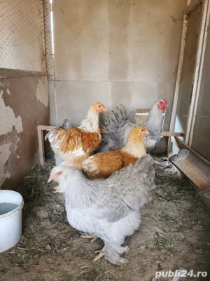 Vând familie brahma izabel