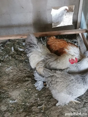 Vând familie brahma izabel - imagine 2