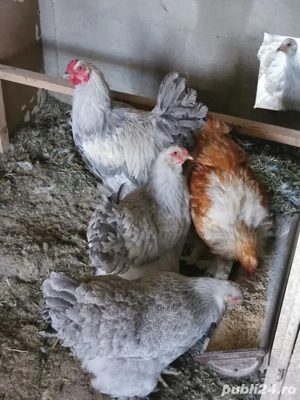 Vând familie brahma izabel - imagine 4