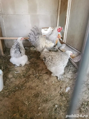 Vând familie brahma izabel - imagine 3