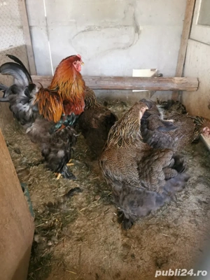 Vând familie brahma potarnichiu pe negru  - imagine 2 Vând familie brahma potarnichiu pe negru  - imagine 2