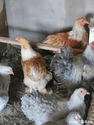 Vând pereche brahma lemon 