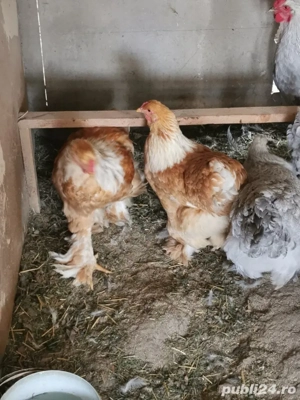 Vând pereche brahma lemon  - imagine 2 Vând pereche brahma lemon  - imagine 2