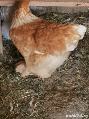 Vând pereche brahma lemon  - imagine 3 Vând pereche brahma lemon  - imagine 3