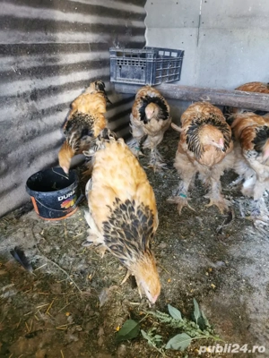 Vând cocoși brahma columbia  - imagine 3