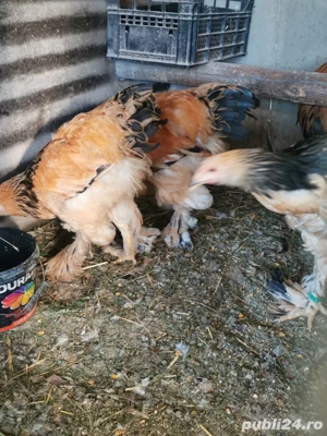 Vând cocoși brahma columbia 