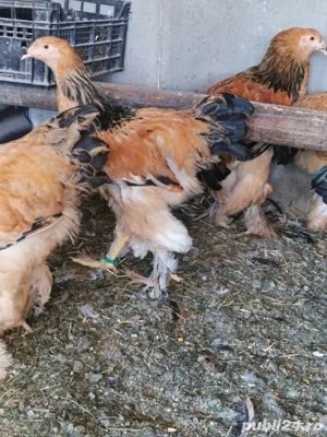 Vând cocoși brahma columbia  - imagine 2