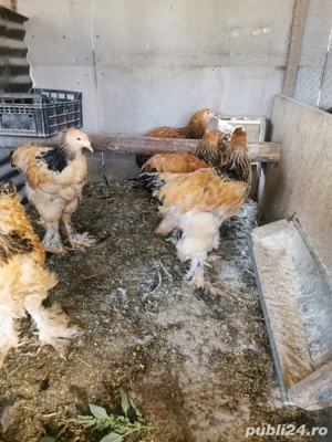 Vând cocoși brahma columbia  - imagine 4