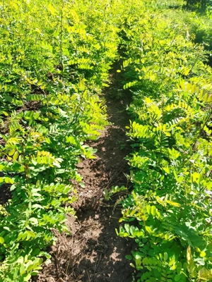 Puieți salcâm  - imagine 3