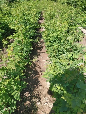 Puieți salcâm  - imagine 11