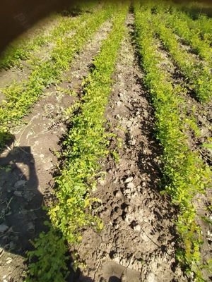 Puieți salcâm  - imagine 10