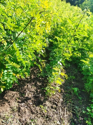 Puieți salcâm  - imagine 15