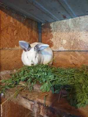 Iepuri Californiei maturi  - imagine 2 Iepuri Californiei maturi  - imagine 2