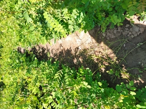 Puieți salcâm  - imagine 13