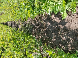 Puieți salcâm  - imagine 2