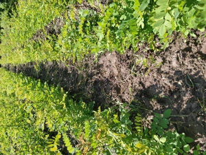 Puieți salcâm  - imagine 14