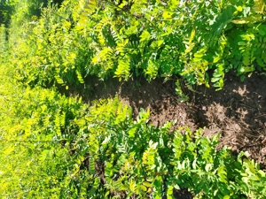 Puieți salcâm  - imagine 12