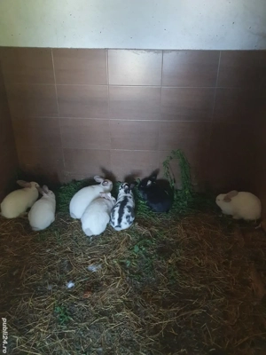 Iepuri Californiei si Metisi 