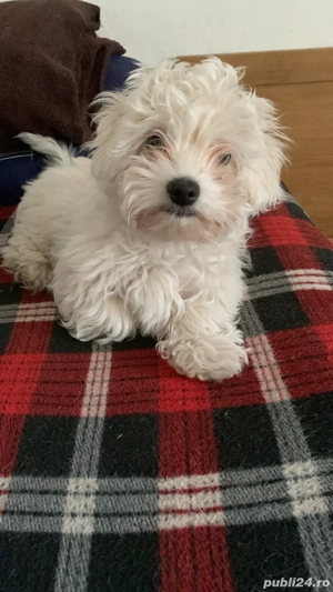 vand catelusi bichon maltez italian - imagine 4 vand catelusi bichon maltez italian - imagine 4