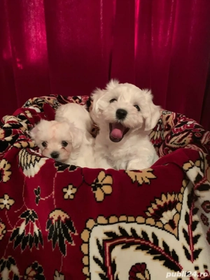 vand catelusi bichon maltez italian - imagine 3 vand catelusi bichon maltez italian - imagine 3