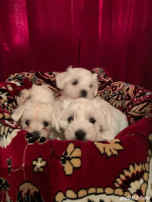 vand catelusi bichon maltez italian - imagine 2 vand catelusi bichon maltez italian - imagine 2