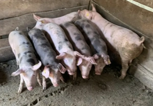 Șoldani de vânzare 