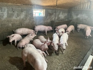 Vand grasuni  - imagine 2