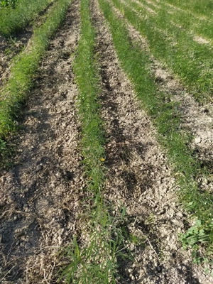 Gladiță (roscove), puieți anul 1, pentru gard viu