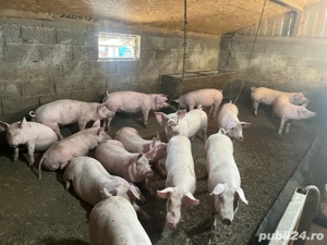 Vand grasuni  - imagine 3