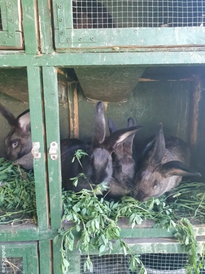 Iepuri Metisi,  Iepuroaica  Californian, Iepuroi Uriaș German 