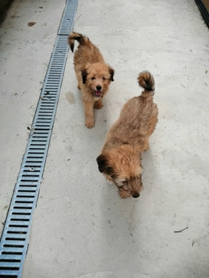 Dau spre adopție un catel