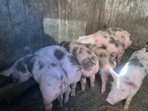 Vand purcei pietran  - imagine 3