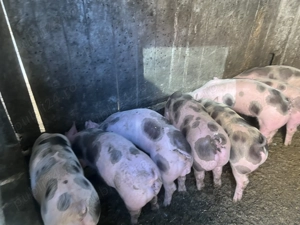 Vand purcei pietran  - imagine 4