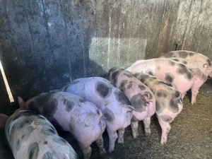 Vand purcei pietran  - imagine 2