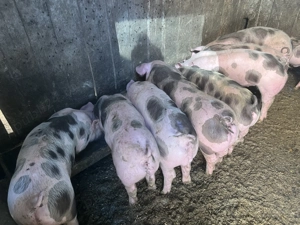 Vand purcei pietran  - imagine 5