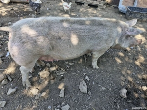 Vând purcea crescută bio 270 kg - imagine 5 Vând purcea crescută bio 270 kg - imagine 5