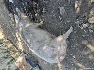 Vând purcea crescută bio 270 kg - imagine 3 Vând purcea crescută bio 270 kg - imagine 3