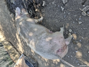 Vând purcea crescută bio 270 kg - imagine 4 Vând purcea crescută bio 270 kg - imagine 4