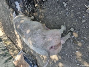 Vând purcea crescută bio 270 kg