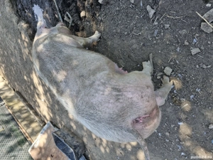 Vând purcea crescută bio 270 kg - imagine 2 Vând purcea crescută bio 270 kg - imagine 2