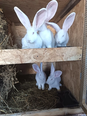 urias german alb - imagine 3