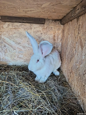 urias german alb - imagine 4