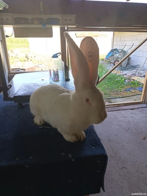 urias german alb - imagine 2