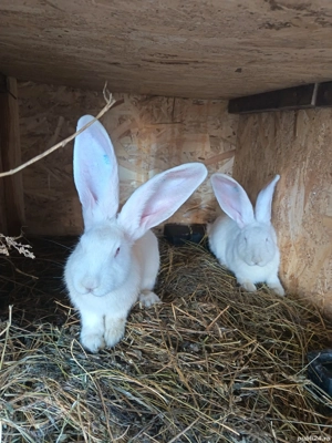 urias german alb - imagine 5