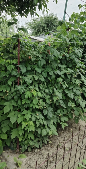 Zmeur-Mur pe rod (3 ani)