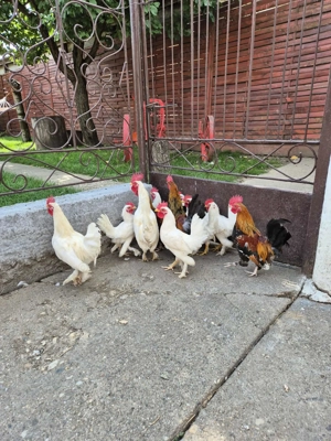 Cocosi pitic de vanzare