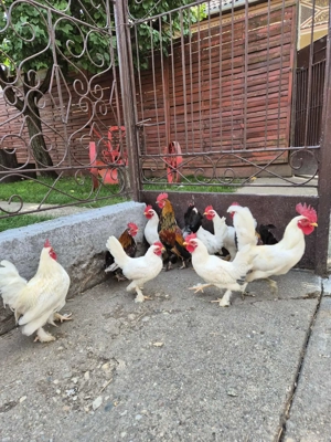 Cocosi pitic de vanzare - imagine 2 Cocosi pitic de vanzare - imagine 2