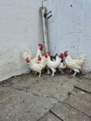 Cocosi pitic de vanzare - imagine 4 Cocosi pitic de vanzare - imagine 4